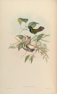 Lampornis mango = Anthracothorax nigricollis nigricollis door John Gould